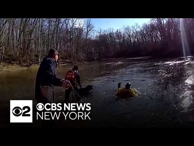 ⁣Video shows N.J. firefighters rescue woman, 2 dogs from icy pond