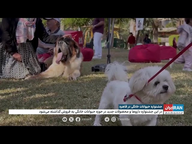 ⁣جشنواره حیوانات خانگی در قاهره