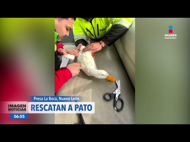 ⁣Rescatan a pato en Presa La Boca, NL | Noticias MTY primera emisión