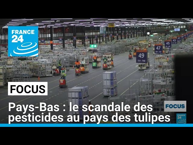 ⁣Pays-Bas : le scandale des pesticides au pays des tulipes • FRANCE 24