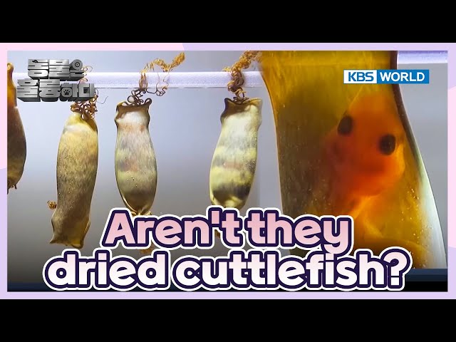 ⁣What's that? [Animals Are Incredible : EP.2-1] | KBS WORLD TV 250108