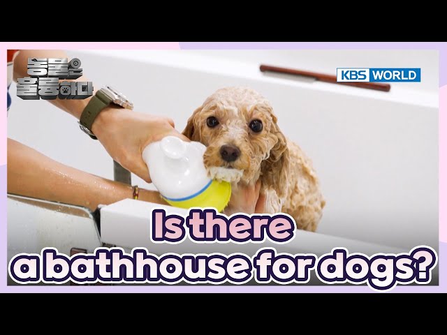 ⁣We bathe dogs [Animals Are Incredible : EP.2-3] | KBS WORLD TV 250108