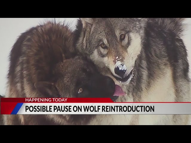 ⁣CPW to discuss citizen petition to stop wolf reintroduction