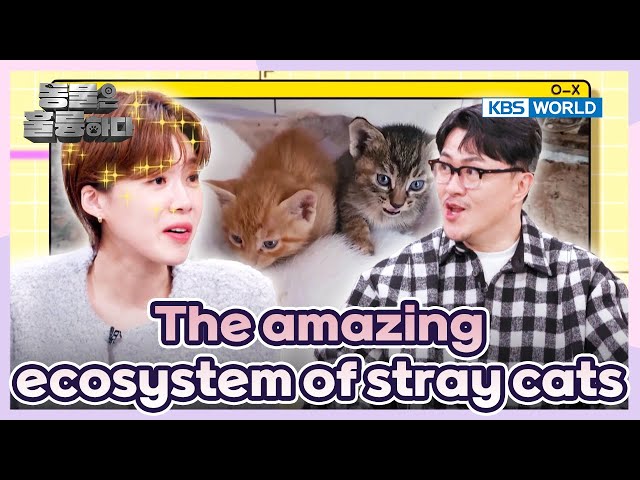 ⁣There are usually over two fathers [Animals Are Incredible : EP.2-2] | KBS WORLD TV 250108