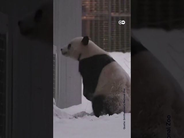 ⁣Verspielte Riesenpandas Bao Li und Qing Bao im Schnee | DW Nachrichten