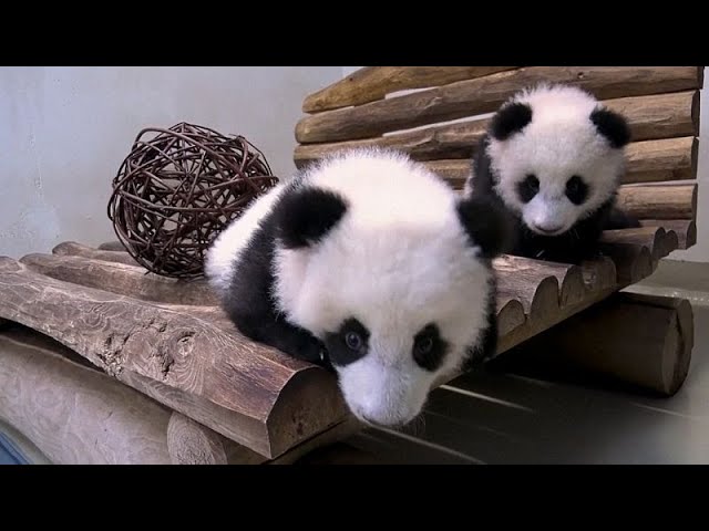 ⁣Une nouvelle aire de jeux pour les bébés pandas du zoo de Berlin