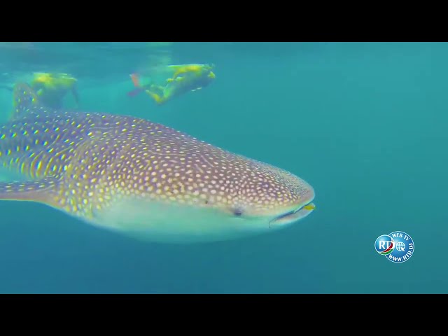 ⁣Grand Format de la Rédaction: Rencontre inedit avec les requins-baleines.