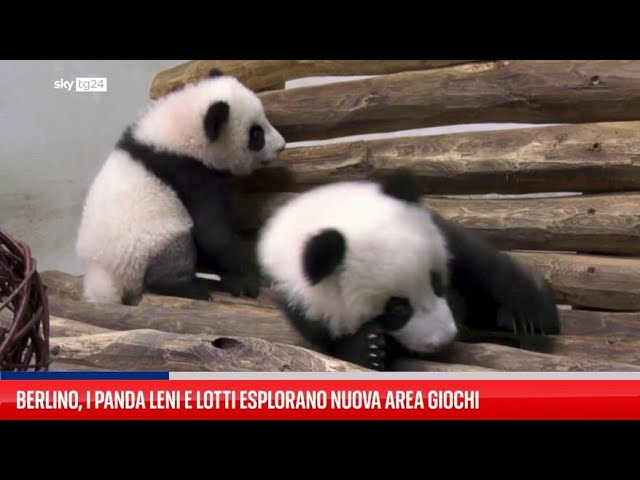 ⁣Berlino, cuccioli di panda esplorano nuova area giochi allo zoo