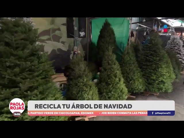 ⁣¡Recicla tu árbol de Navidad y conviértelo en composta! | DPC con Paola Rojas