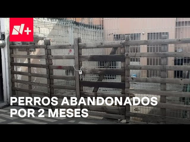 ⁣Rescatan a perritos abandonados en un patio, en Edomex - Despierta