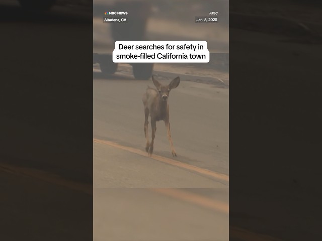 ⁣Deer searches for safety in smoke-filled California town