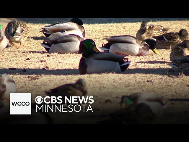 ⁣Bird flu cases surging in southern Minnesota, DNR says