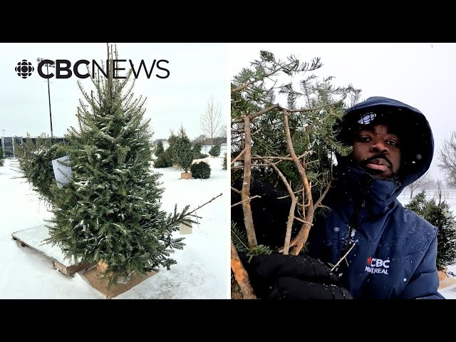 ⁣Check out the Christmas trees getting a 2nd life in this Montreal park