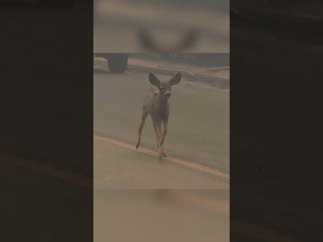 ⁣Deer tries to flee from Eaton Fire in Altadena