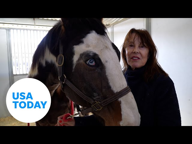 ⁣Los Angeles equestrian center shelters horses amid deadly wildfires | USA TODAY