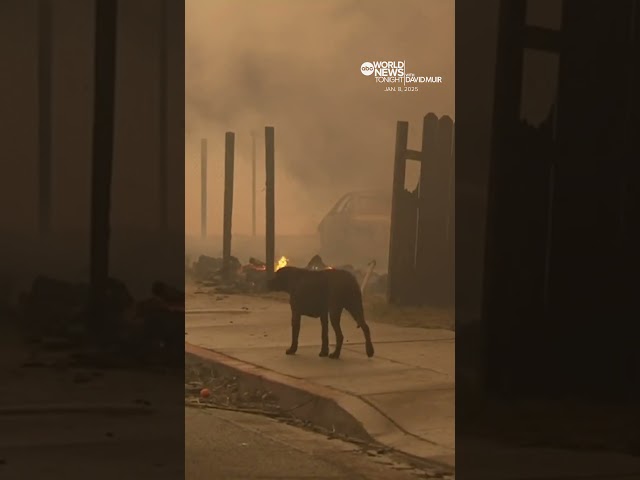 ⁣California wildfires: Firefighter consoles dog found wandering neighborhood