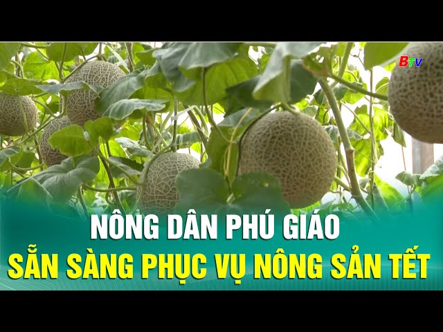 ⁣Nông dân Phú Giáo sẵn sàng phục vụ nông sản Tết | BTV - TRUYỀN HÌNH BÌNH DƯƠNG