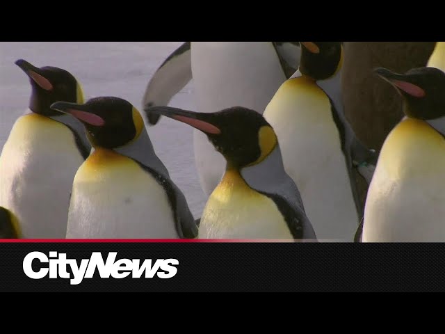 ⁣Calgary Zoo’s Penguin Walk returns Saturday