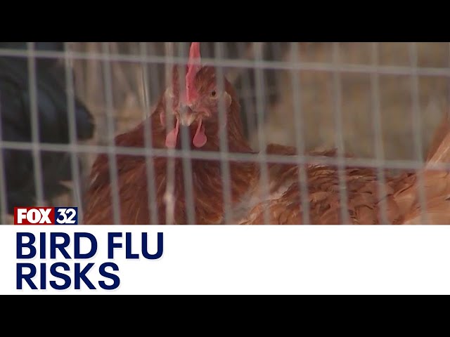 ⁣Illinois doctor warns pet owners about bird flu risks