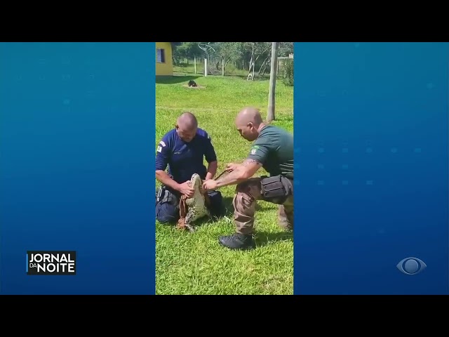 ⁣Jacaré é resgatado em sítio no Rio Grande do Sul