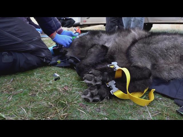 ⁣Gray wolf restoration continues to cause tension in Colorado