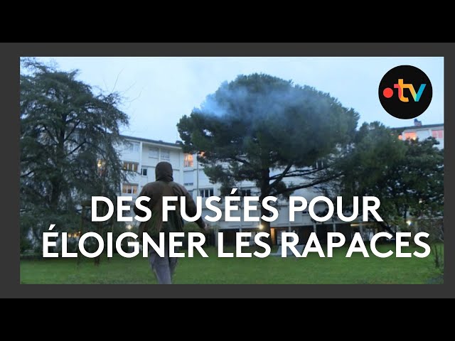 ⁣Des fusées pour éloigner les rapaces