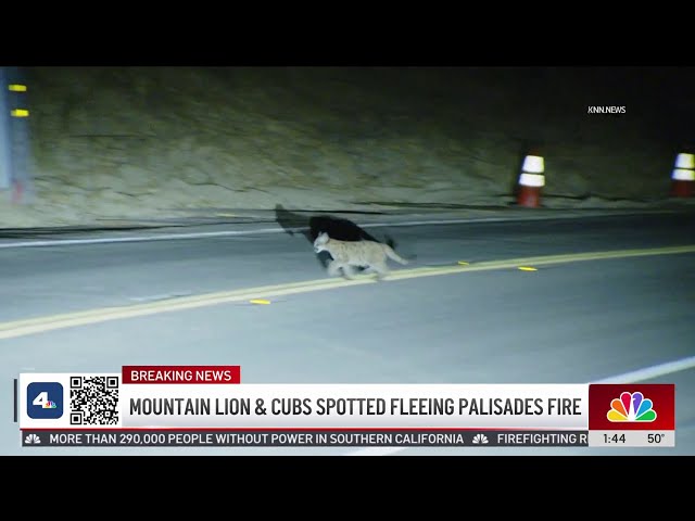 ⁣Mountain lion and cubs spotted fleeing Palisades Fire