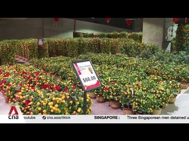 ⁣Nurseries charging more for Chinese New Year plants as business costs rise