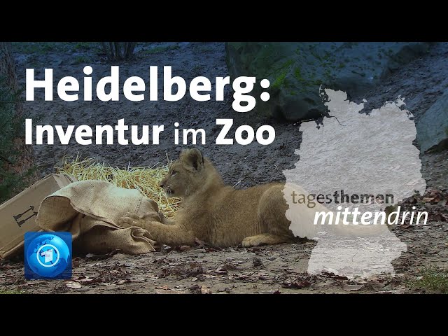 ⁣Heidelberg: Inventur im Zoo | tagesthemen mittendrin