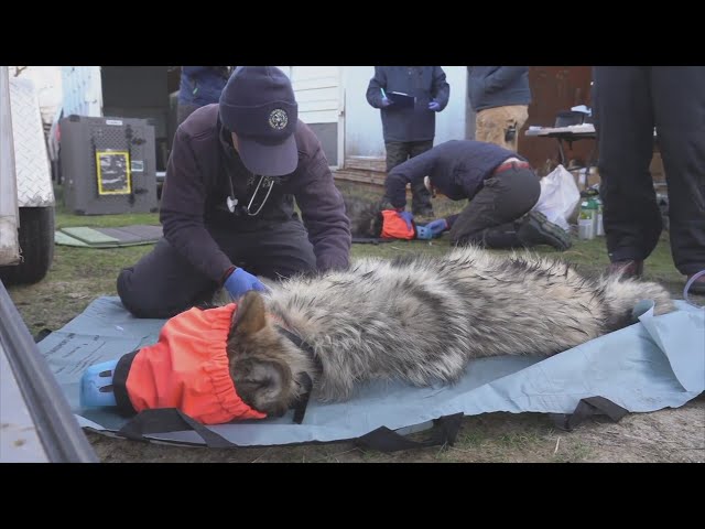 ⁣Colorado wolf reintroduction plan to continue