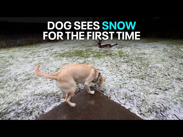 ⁣Dog sees snow for the first time