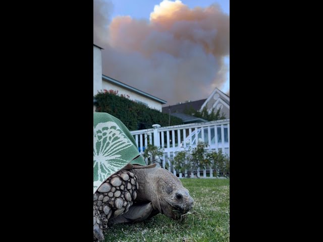 ⁣Deadly Palisades Fire forces TikTok famous tortoise to flee flames #Shorts