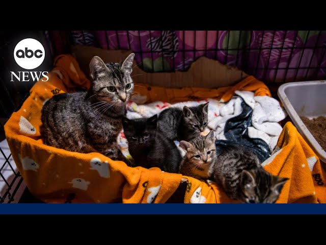 ⁣'Friends of Normie' animal shelter helping save pets amid LA wildfires