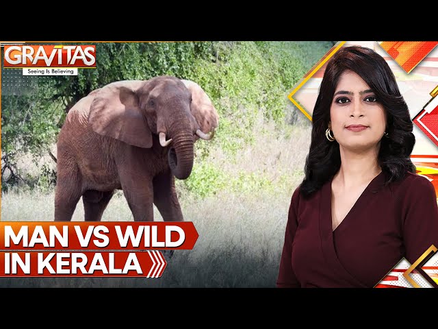 ⁣Man Vs Wild In Kerala: Elephant Seen Lifting A Man And Swinging In The Air | GRAVITAS | WION