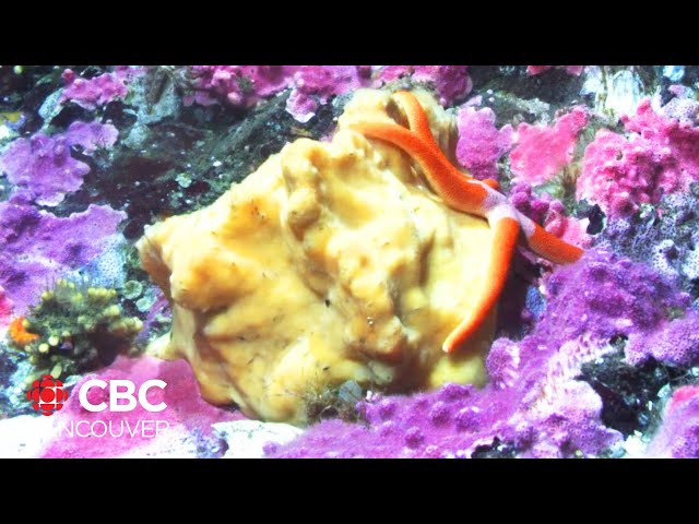 ⁣Watch a B.C. sea sponge shrink, sigh and sneeze in multi-year timelapse