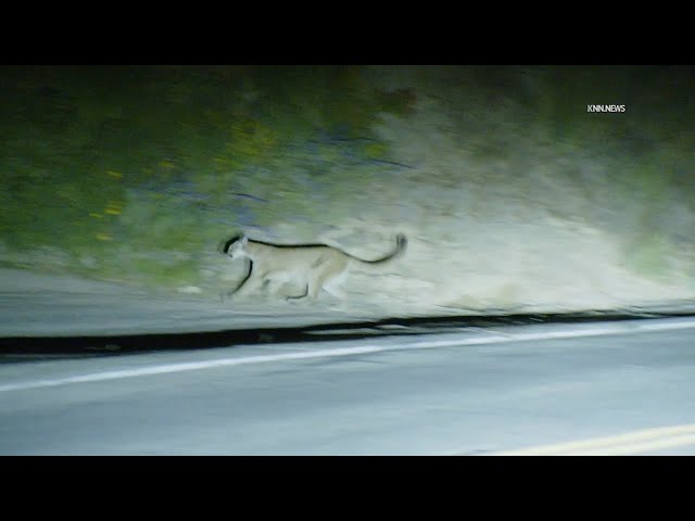 ⁣Cougar and 2 cubs run for safety down Topanga Canyon near Palisades Fire