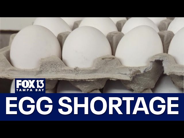 ⁣Bird flu brings egg shortage to some grocery stores