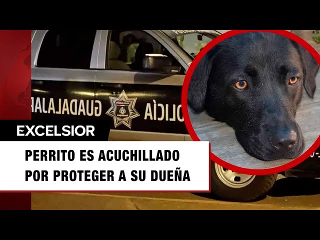 ⁣Perrito es acuchillado por proteger a su dueña durante una discusión en Guadalajara