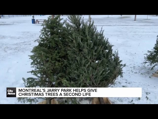 ⁣Montreal's Jarry Park helps give Christmas trees second life