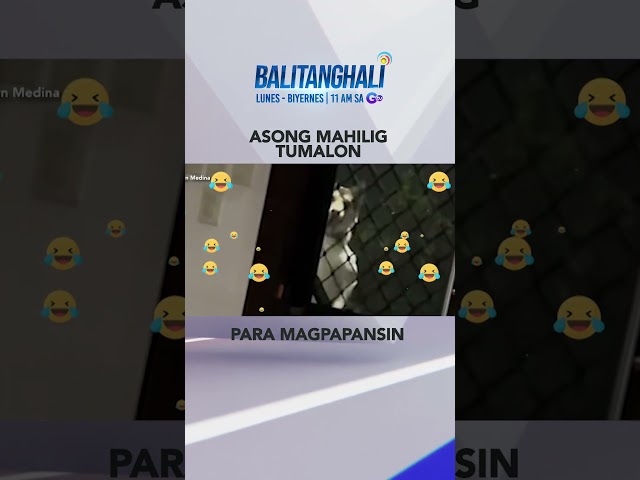 ⁣Alagang aso na si Pekto, mahilig tumalon para magpapansin #shorts | Balitanghali