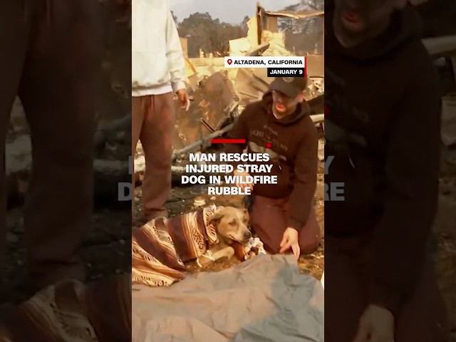 ⁣Man rescues injured stray dog in wildfire rubble