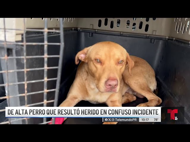 ⁣Perrito es dado de alta tras resultar herido en confuso incidente