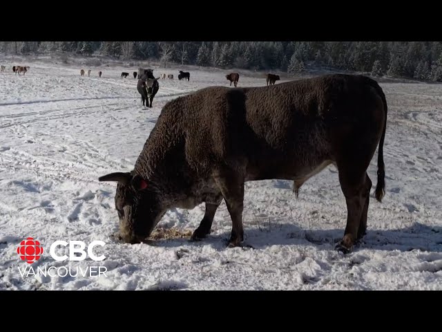 ⁣Black Pines bull named 'Best Bucking Bull of The Year'