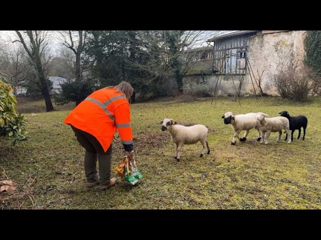 ⁣Éco-pâturage : quand des moutons remplacent les tondeuses