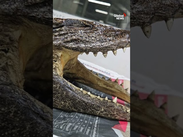 ⁣Canadian carrying crocodile skull arrested at Delhi airport