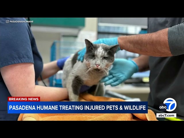 ⁣Pasadena Humane Society treating injured pets and wildli