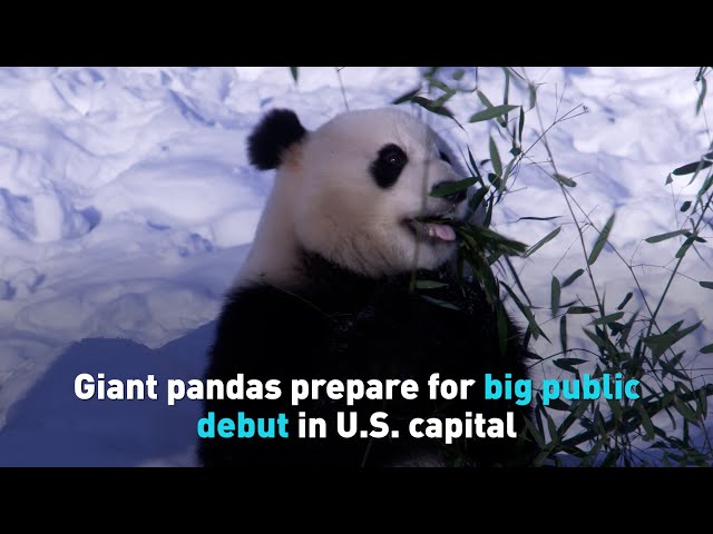 ⁣Giant pandas prepare for big public debut in U.S. capital