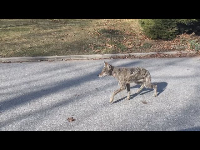 ⁣Coyotes with mange spotted in Toronto