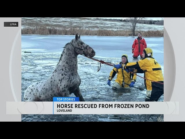 ⁣Horse rescued by Loveland fire crews after falling into icy pond