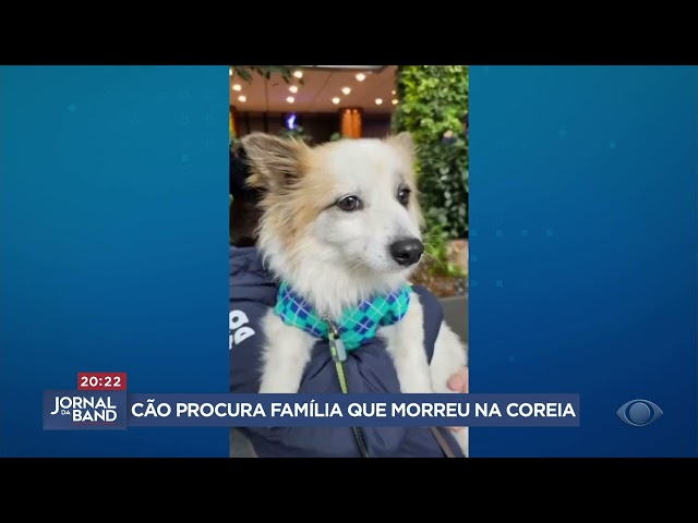 ⁣Cão procura família que morreu em acidente aéreo na Coreia do Sul